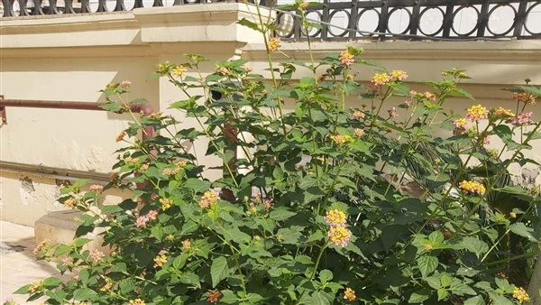  نباتات حديقة متحف