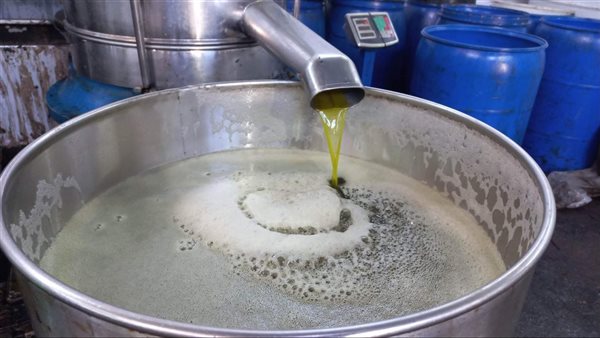 زيت الزيتون السيناوى