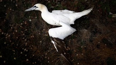 بيرو ترصد أول ظهور لـ إنفلونزا الطيور 