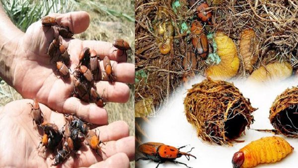 سوسة النخيل