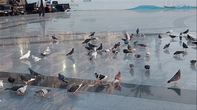 حمام السلام يزين ساحة مصر خلال مرور السفن السياحية عبر القناة ببورسعيد | صور 