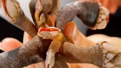 في مشهد غريب.. فتاة بريطانية تأكل سمكة تشبه المخلوقات الفضائية 