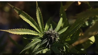 نيويورك تصدر أول تراخيص لبيع القنب لأغراض ترفيهية