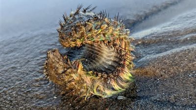 في مشهد ساخر.. بريطاني يجد مخلوقًا غريبًا على أحد الشواطئ ويعتقد أنه فضائي