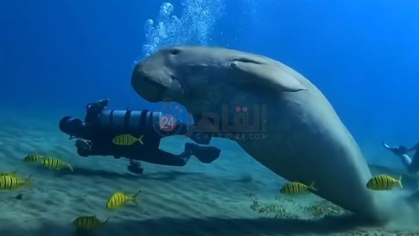 عروس البحر تتراقص