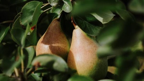 فوائد الكمثرى للنساء