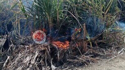 بسبب الرياح.. النيران تلتهم 12 قيراطًا من القصب في قنا