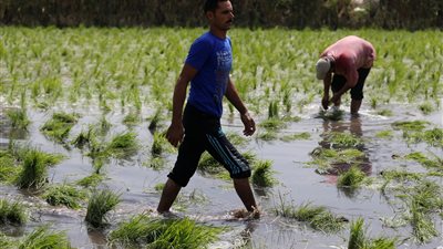 مصرع مزارع بالصدمة العصبية أثناء ري أرضه في سوهاج.. تعرف على التفاصيل