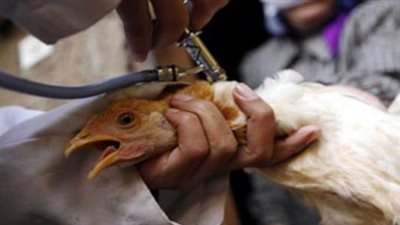 بعد تفشي المرض في الصين.. أعراض فيروس إنفلونزا الطيور الجديد وطرق الوقاية والعلاج