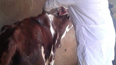 بدء الحملة القومية للتحصين ضد مرض الجلد العقدي وجدري الأغنام بالمنيا