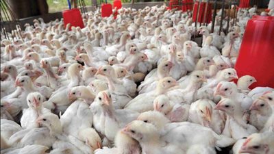 بورصة الدواجن العمومية اليوم الأثنين 10-2-2020 في مصر.. ارتفاع في أسعار الفراخ والكتاكيت