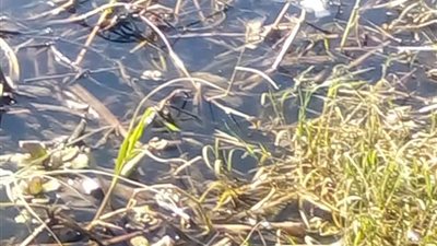 حبس صياد 4 أيام على ذمة التحقيقات تسبب في نفوق كميات كبيرة من الأسماك