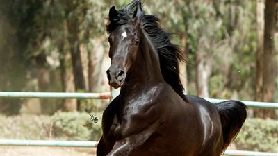 حقيقة نفوق أعداد كبيرة من الخيول العربية الأصيلة بمحطة الزهراء نتيجة الإهمال الطبي