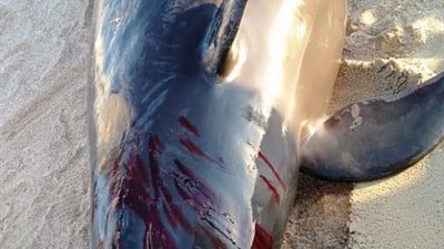 باحث بيئي يكشف تفاصيل جديدة عن الحوت القاتل النافق على شواطئ الغردقة