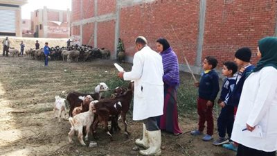 تحصين 17 ألفا و815 رأس ماشية في الحملة القومية لـ”التهاب الجلد العقدي” بالشرقية (صور)