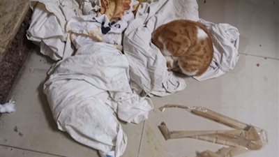 مستشفى جامعة المنوفية تستقبل فيروس كورونا 2020 بـ”القطط” (صور)