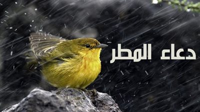دعاء المطر مكتوب.. تعرف على النص الصحيح لدعاء النبي عند نزول المطر وهبوب الرياح