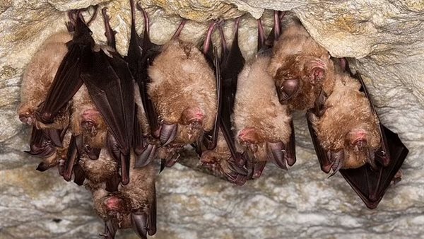 5 فيروسات جديدة في