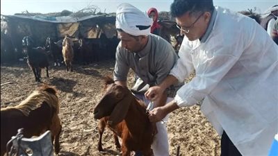 الطب البيطري بشمال سيناء يواصل حملة التطعيم ضد الحمى القلاعية 