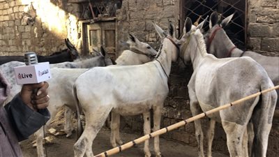 ارتفاع أسعار الحمير إلى 18 ألف جنيه بالقليوبية.. ومسئول بالطب البيطري يكشف الأسباب