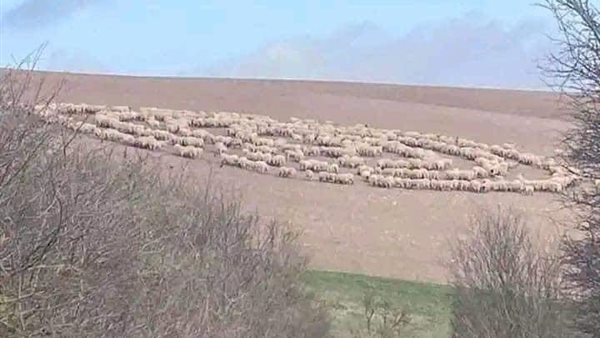 دوران الأغنام في