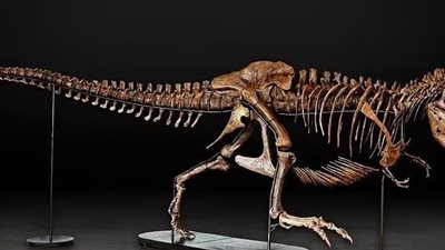 عاش قبل 66 مليون سنة.. الكشف عن الهيكل العظمي للديناصور ريكس لأول مرة بنيوزيلاندا