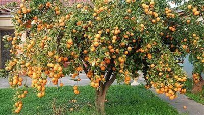 جهاز حدائق أكتوبر يوزع 4 آلاف شجرة ليمون ويوسفي وبرتقال على السكان بالمجان