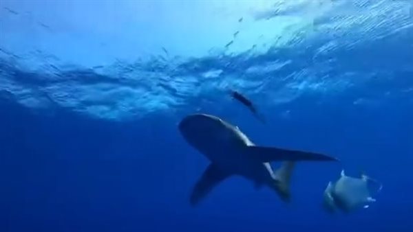 ظهور للقرش اللونج