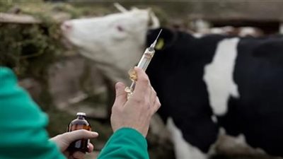 الزراعة: تحصين 4.9 مليون رأس ماشية ضد الحمى القلاعية
