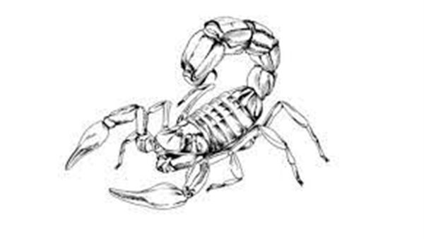 توقعات برج العقرب