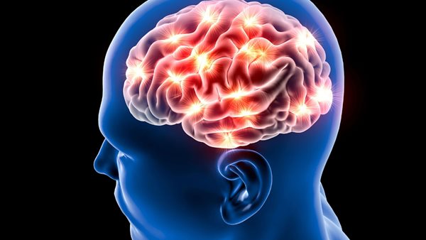 الدماغ