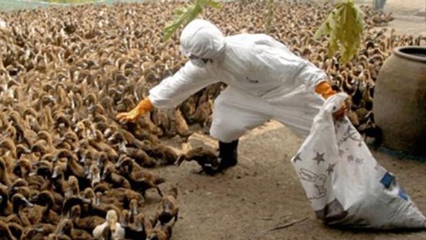 إعدام الطيور