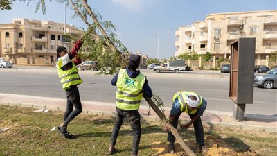 جهاز القاهرة الجديدة يتعاقد مع الشركات الخاصة لزراعة وتشجير 4 ميادين بالتجمع الخامس