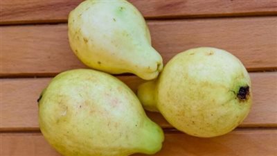 إدارة الوزن وتخفيف التوتر.. ما هي الفوائد الصحية لأوراق الجوافة؟