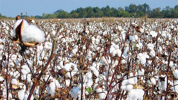 القطن - أرشيفية 