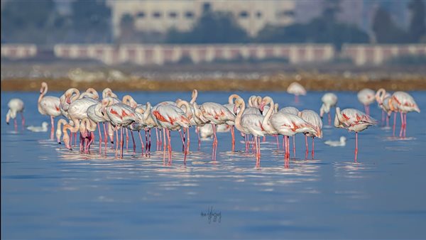 محمية أشتوم الجميل