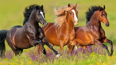 علماء يحددون جينات للخيول تساعدها على النجاح في السباق | دراسة 