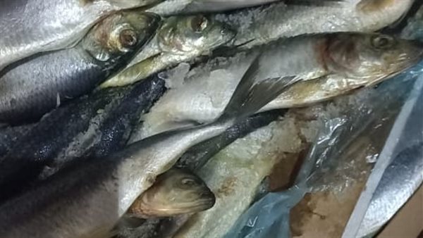 أسماك فاسدة