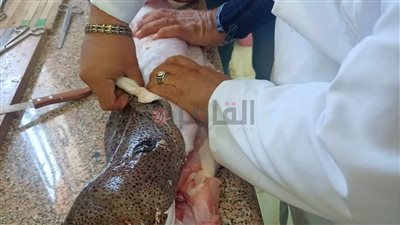 معهد علوم البحار بالغردقة يبدأ عملية تجهيز ثعبان الموراي للتحنيط | صور