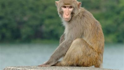 الإمساك بواحد والبحث عن الآخر.. نسانيس مستشفى طهطا الهاربة تثير الذعر بسوهاج | بث مباشر