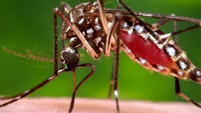 بعد ظهور أول حالة بالهند.. تعرف على طرق الوقاية من فيروس زيكا