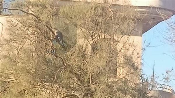 القرد الهارب 