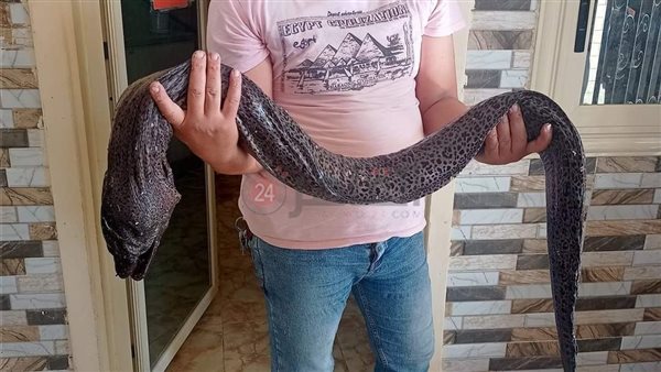 ثعبان البحر موراى