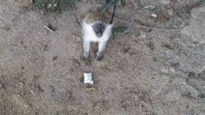 لليوم الثاني.. استمرار البحث عن نسناس أثار الرعب داخل فناء مستشفى طهطا العام بسوهاج