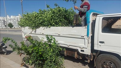 يوسفي وجوافة وزيتون.. جهاز حدائق أكتوبر يوزع 1500 شجرة جديدة على السكان مجانا | صور