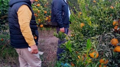 حالة طوارئ في وزارة الزراعة لمكافحة الآفات الزراعية بمحاصيل الشتاء