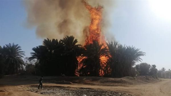 حريق في زراعة النخيل
