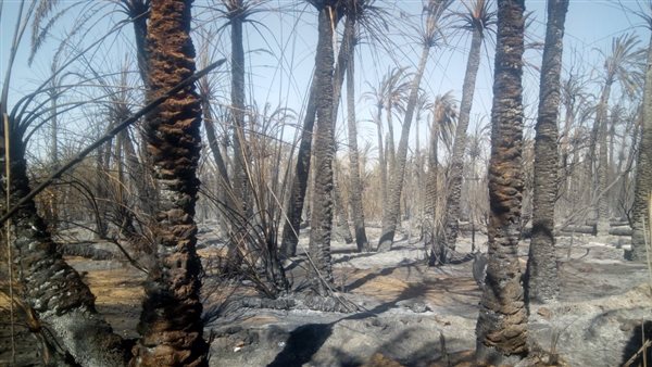 حريق اشجار النخيل