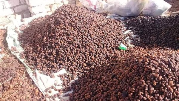  الحفش علف للحيوانات