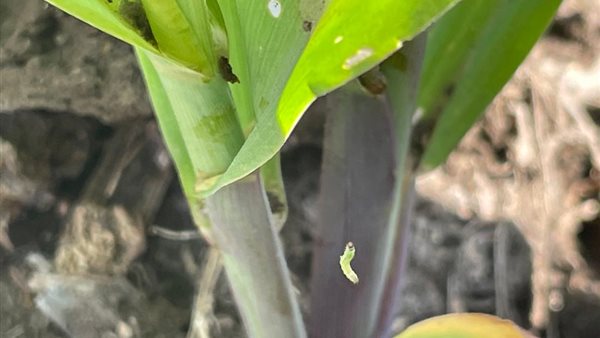 دودة الحشد الخريفية